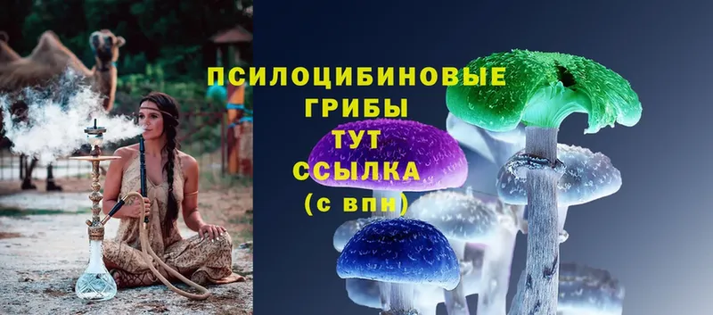 где купить наркоту  Владивосток  Галлюциногенные грибы Psilocybe 